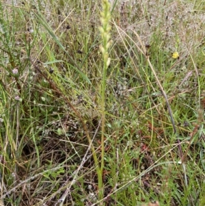 Microtis unifolia at Stromlo, ACT - suppressed