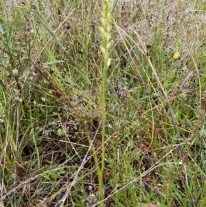Microtis unifolia at Stromlo, ACT - 4 Nov 2021