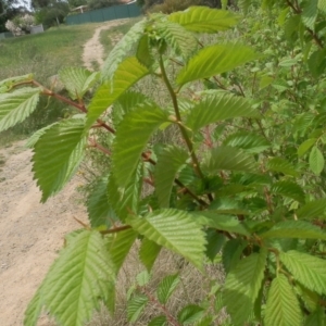 Ulmus procera at Dunlop, ACT - 3 Nov 2021 01:29 PM