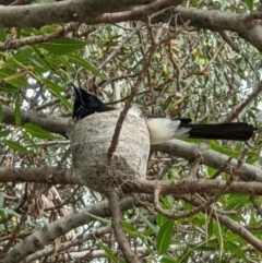 Rhipidura leucophrys (Willie Wagtail) at Wodonga - 4 Nov 2021 by ChrisAllen