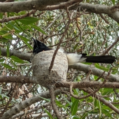 Rhipidura leucophrys (Willie Wagtail) at Wodonga, VIC - 4 Nov 2021 by ChrisAllen