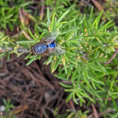 Calliphora vicina (European bluebottle) at Albury - 4 Nov 2021 by ChrisAllen