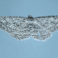 Phelotis cognata (Long-fringed Bark Moth) at Ainslie, ACT - 1 Nov 2021 by jbromilow50