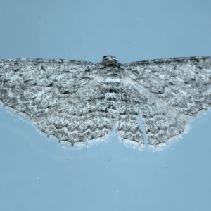 Phelotis cognata at Ainslie, ACT - 1 Nov 2021