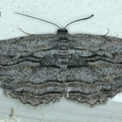 Scioglyptis chionomera (Grey Patch Bark Moth) at Ainslie, ACT - 1 Nov 2021 by jbromilow50