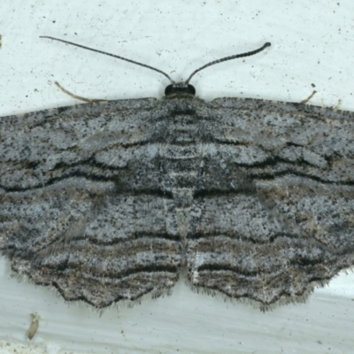 Scioglyptis chionomera (Grey Patch Bark Moth) at Ainslie, ACT - 1 Nov 2021 by jbromilow50