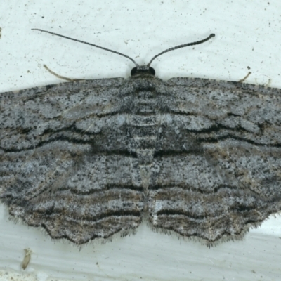 Scioglyptis chionomera (Grey Patch Bark Moth) at Ainslie, ACT - 1 Nov 2021 by jb2602