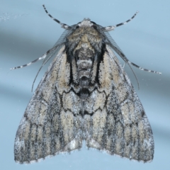 Rhuma argyraspis (Webbed Grey) at Ainslie, ACT - 1 Nov 2021 by jb2602