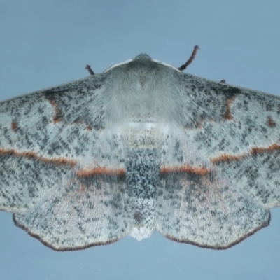 Antictenia punctunculus (A geometer moth) at Ainslie, ACT - 1 Nov 2021 by jb2602