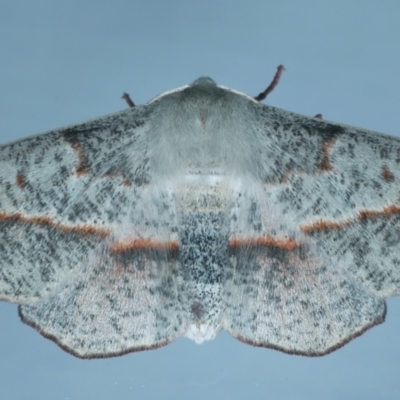 Antictenia punctunculus (A geometer moth) at Ainslie, ACT - 1 Nov 2021 by jbromilow50