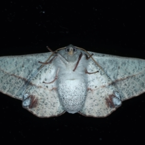 Antictenia punctunculus at Ainslie, ACT - 1 Nov 2021