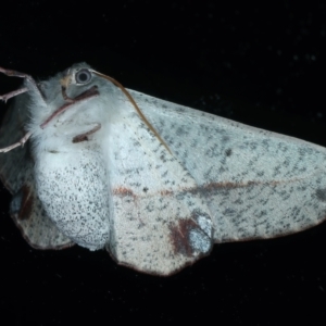 Antictenia punctunculus at Ainslie, ACT - 1 Nov 2021