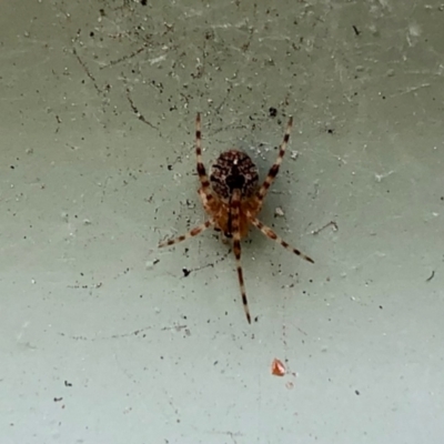 Cryptachaea veruculata (Diamondback comb-footed spider) at Aranda, ACT - 3 Nov 2021 by KMcCue