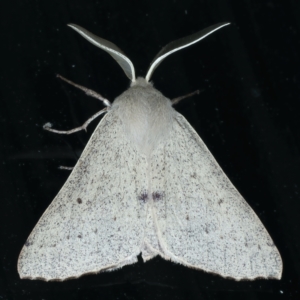 Arhodia lasiocamparia at Ainslie, ACT - 1 Nov 2021 11:39 PM