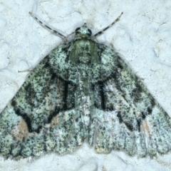 Aeolochroma metarhodata (Tea-tree Emerald (Geometrinae)) at Ainslie, ACT - 2 Nov 2021 by jb2602