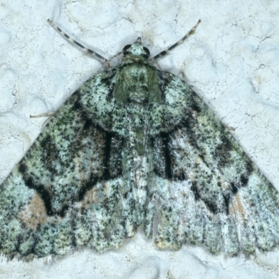 Aeolochroma metarhodata (Tea-tree Emerald (Geometrinae)) at Ainslie, ACT - 2 Nov 2021 by jb2602