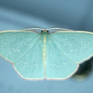 Chlorocoma dichloraria at Ainslie, ACT - 2 Nov 2021 09:11 PM