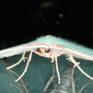 Chlorocoma dichloraria at Ainslie, ACT - 2 Nov 2021