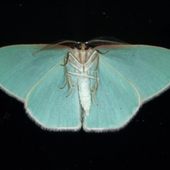 Chlorocoma dichloraria at Ainslie, ACT - 2 Nov 2021