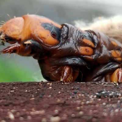 Metura elongatus (Saunders' case moth) at Wilton, NSW - 4 Nov 2021 by ScottWebster