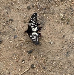 Papilio anactus (Dainty Swallowtail) at Federation Hill - 4 Nov 2021 by Tar10rat