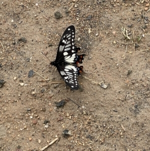 Papilio anactus at West Wodonga, VIC - 4 Nov 2021 01:30 PM