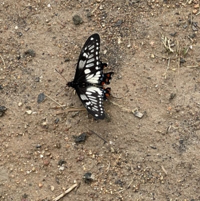 Papilio anactus (Dainty Swallowtail) at Wodonga - 4 Nov 2021 by Tar10rat