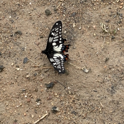 Papilio anactus (Dainty Swallowtail) at Federation Hill - 4 Nov 2021 by Tar10rat