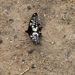 Papilio anactus (Dainty Swallowtail) at West Wodonga, VIC - 4 Nov 2021 by Tar10rat