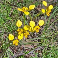 Diuris nigromontana (Black Mountain Leopard Orchid) at Molonglo Valley, ACT - 2 Nov 2021 by galah681