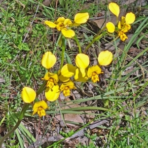 Diuris nigromontana at Molonglo Valley, ACT - suppressed