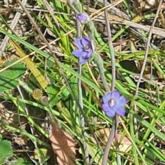 Thelymitra sp. (A Sun Orchid) at Black Mountain - 2 Nov 2021 by galah681