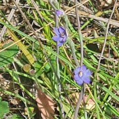 Thelymitra sp. (A Sun Orchid) at Canberra Central, ACT - 2 Nov 2021 by galah681