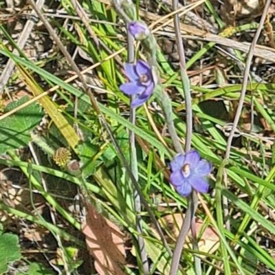 Thelymitra sp. (A Sun Orchid) at Black Mountain - 2 Nov 2021 by galah681