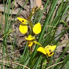 Diuris sulphurea (Tiger Orchid) at Acton, ACT - 31 Oct 2021 by galah681