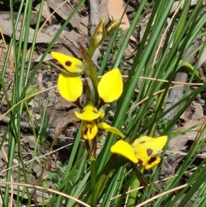 Diuris sulphurea at Acton, ACT - 1 Nov 2021