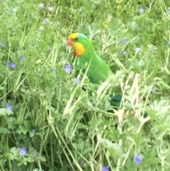 Polytelis swainsonii (Superb Parrot) at Hughes, ACT - 2 Nov 2021 by KL