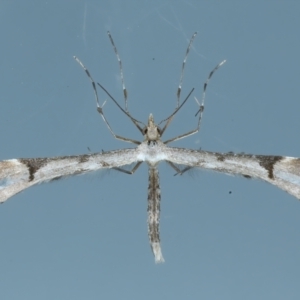 Sinpunctiptilia emissalis at Ainslie, ACT - 2 Nov 2021