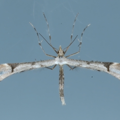 Sinpunctiptilia emissalis (Speedwell Pterror) at Ainslie, ACT - 2 Nov 2021 by jbromilow50