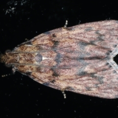 Mimaglossa nauplialis and habitalis at Ainslie, ACT - 2 Nov 2021 by jb2602