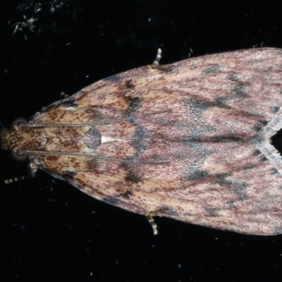 Mimaglossa nauplialis and habitalis at Ainslie, ACT - 2 Nov 2021 by jb2602