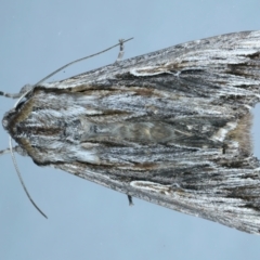 Persectania ewingii (Southern Armyworm) at Ainslie, ACT - 1 Nov 2021 by jb2602