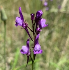 Linaria pelisseriana (Pelisser's Toadflax) at Mount Ainslie - 31 Oct 2021 by Cath22