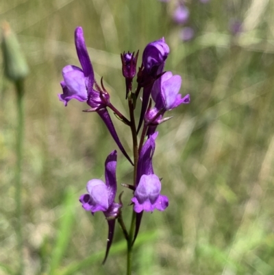 Linaria pelisseriana (Pelisser's Toadflax) at Mount Ainslie - 31 Oct 2021 by Cath22