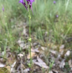 Linaria pelisseriana at Hackett, ACT - 31 Oct 2021 12:48 PM