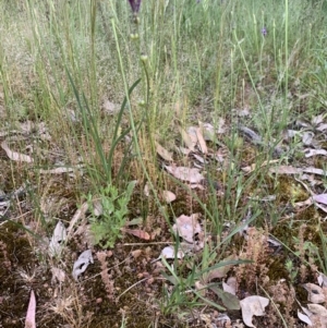 Linaria pelisseriana at Hackett, ACT - 31 Oct 2021