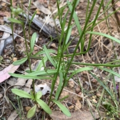 Linaria pelisseriana at Hackett, ACT - 31 Oct 2021