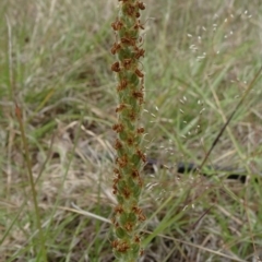 Plantago varia (Native Plaintain) at Isabella Pond - 3 Nov 2021 by JanetRussell