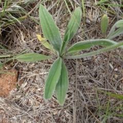 Plantago varia at Monash, ACT - 3 Nov 2021