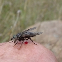 Dasybasis sp. (genus) (A march fly) at Monash Grassland - 3 Nov 2021 by JanetRussell